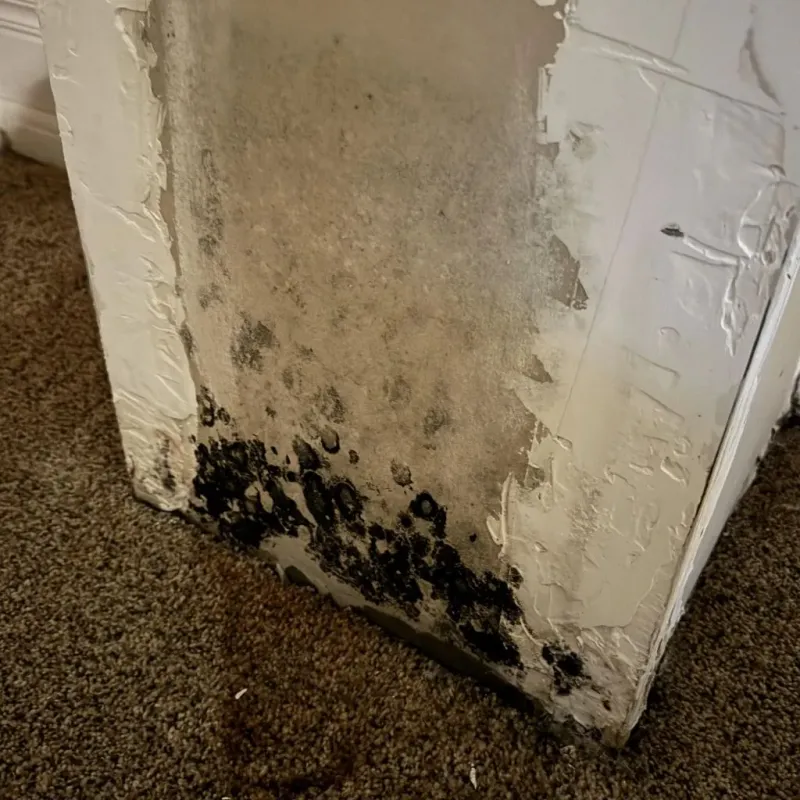 Professional Mold Removal in Trabuco Canyon, CA